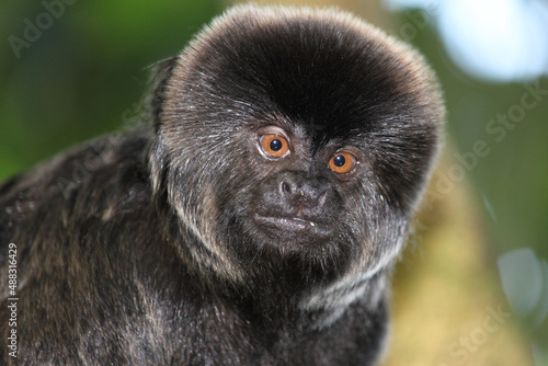 Closeup of a black Goeldi's marmoset or monkey (Callimico goeldii) looking in the camera photo