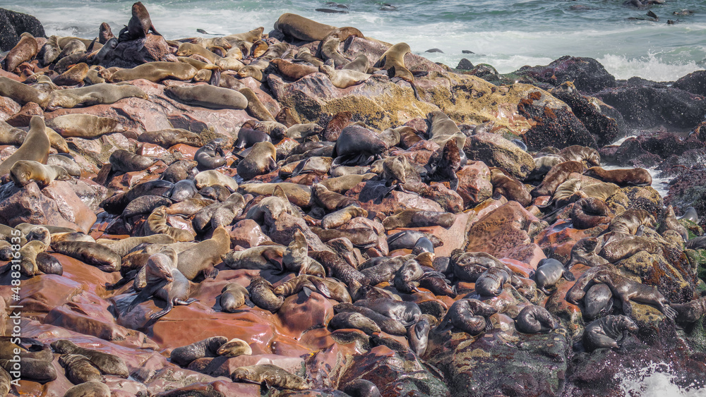 A colony of brown fur seals (Arctocephalus pusillus), Cape Cross, Namibia. A colony of brown fur seals (Arctocephalus pusillus), Cape Cross, Namibia.