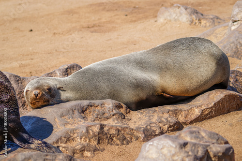 A brown fur seal (Arctocephalus pusillus) sleeping, Cape Cross, Namibia.