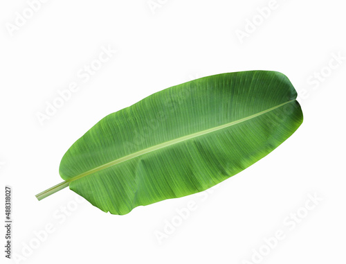 banana leaves isolated on a white background