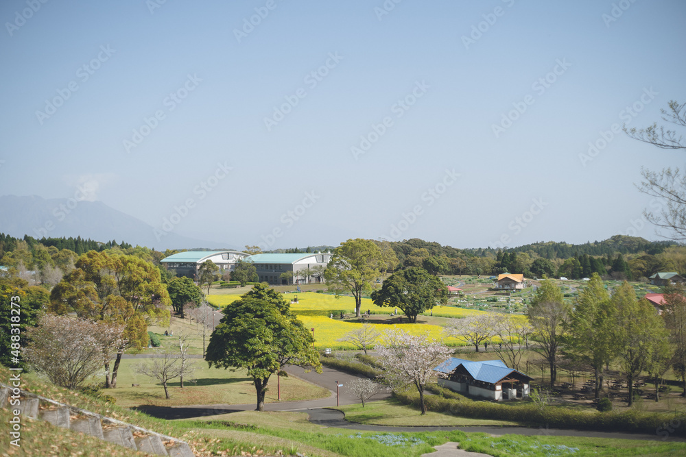 Obraz premium 咲き始めの桜と一面の黄色い名の花畑 鹿児島都市農業センター春の絶景