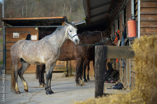 view of a horse in a stable photo