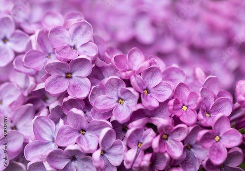 Purple lilac flowers as background