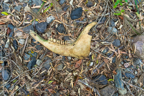 Принти на полотні Old cow jawbone on the ground