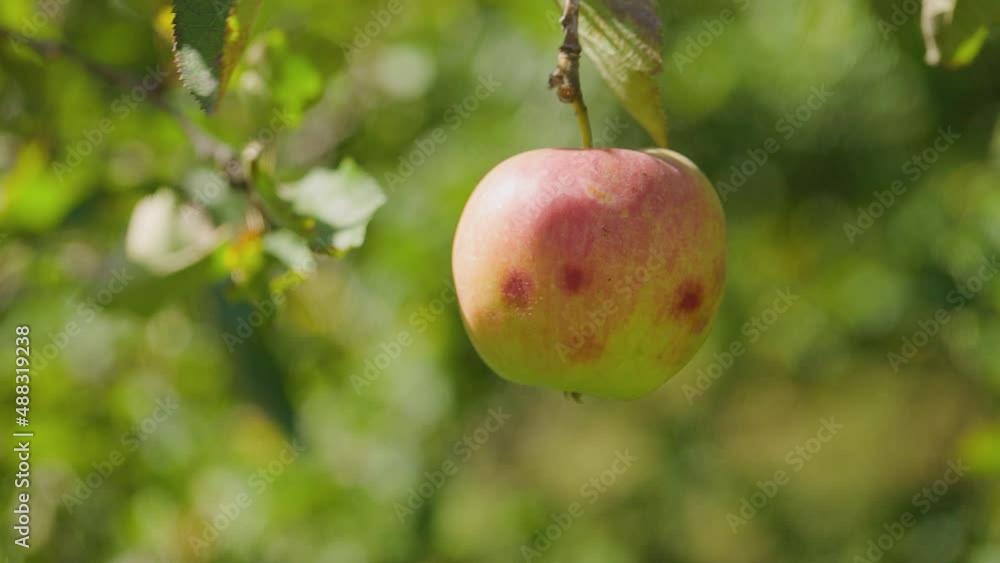 Apple ripens on the tree. Reddish apple sways on a branch. Ripe apple on a blurred green background. Harvesting concept. Close-up Apple ripens on the tree. Reddish apple sways on a branch. Ripe apple on a blurred green background. Harvesting concept. Close-up