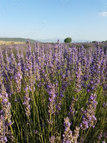 Dream of purple: Lavender fields in Turkey