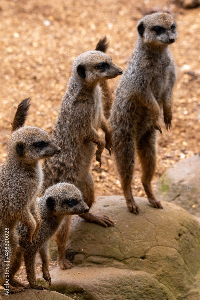 A group of meerkats in captivity at the zoo A group of meerkats in captivity at the zoo