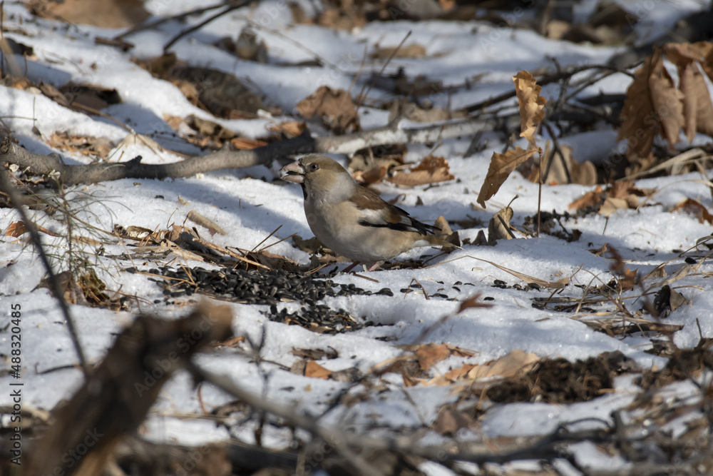 the bird is an ordinary oakbill