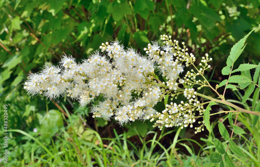 Fototapeta premium Blooming bush (Sorbaria sorbifolia)