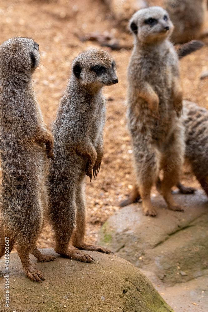 A group of meerkats in captivity at the zoo A group of meerkats in captivity at the zoo