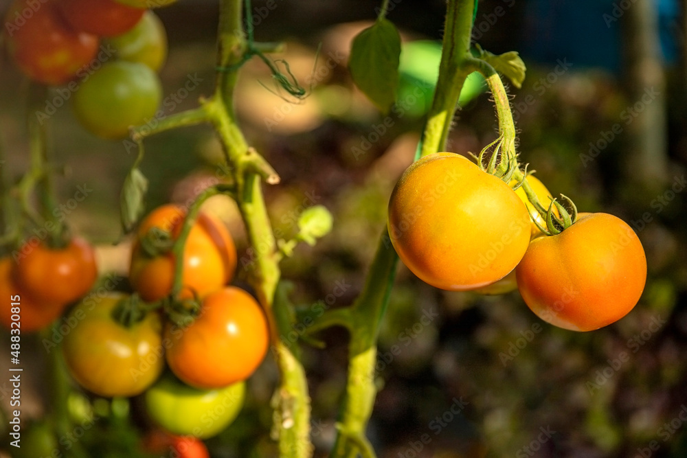 Ripe cherry tomatoes growing in a greenhouse. Cherry tomato plant/