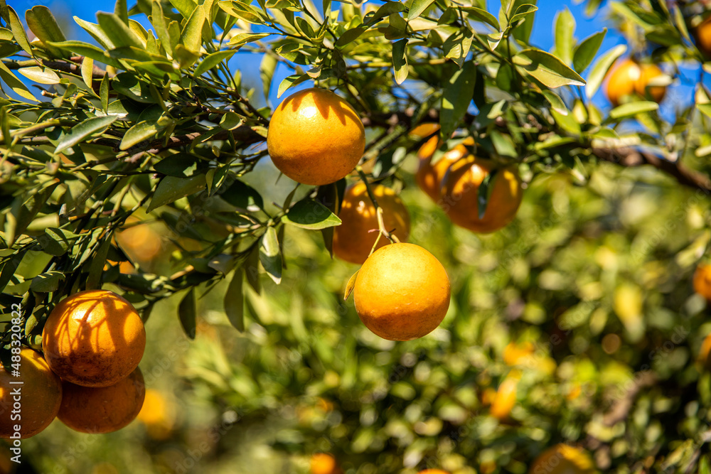 Orange tree plantation in a sunny day Orange tree plantation in a sunny day