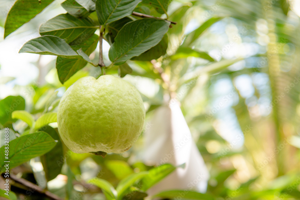 The Fresh perfect guava fruit in the guava garden. The Fresh perfect guava fruit in the guava garden.