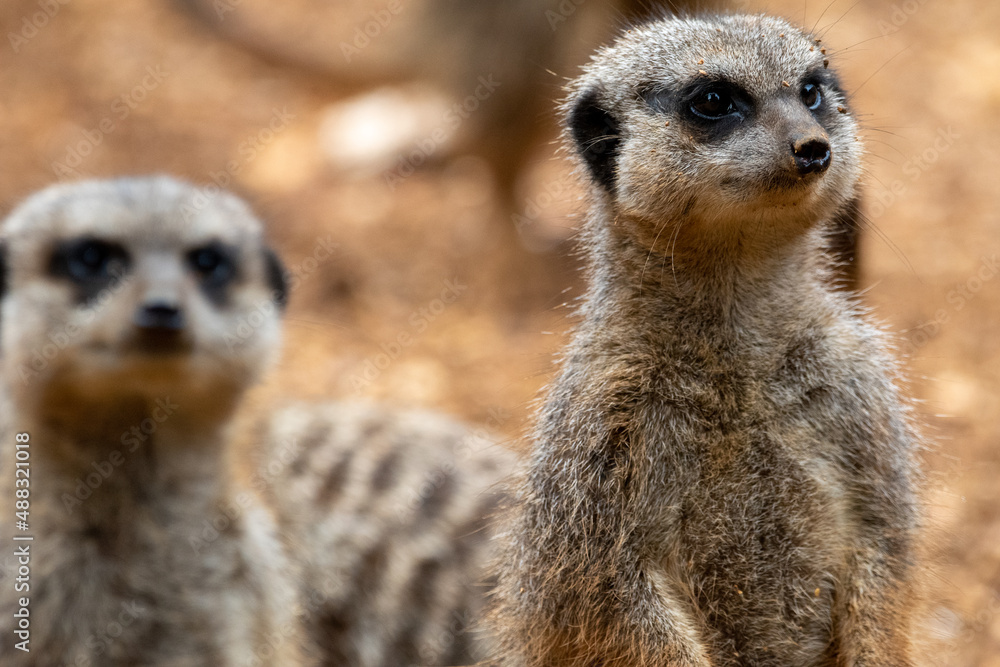 Fototapeta premium A group of meerkats in captivity at the zoo