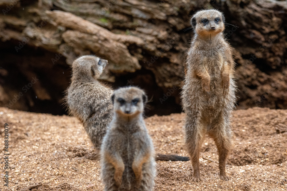 A group of meerkats in captivity at the zoo A group of meerkats in captivity at the zoo