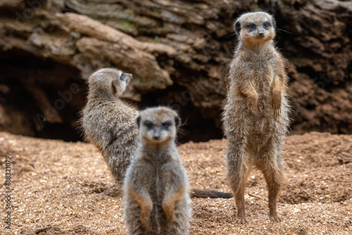 A group of meerkats in captivity at the zoo