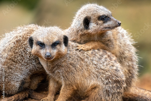 Huddling meerkats at the zoo © Christopher Keeley