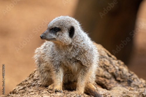 Close up of meerkats in captivity at the zoo © Christopher Keeley