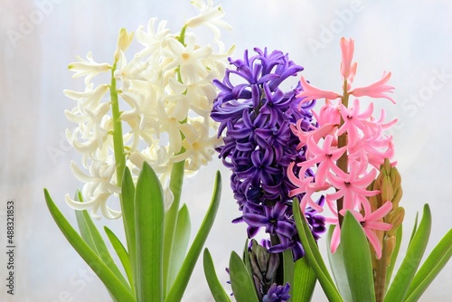 Colorful hyacinths in spring photo