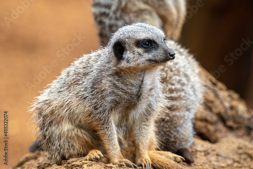 Close up of meerkats in captivity at the zoo