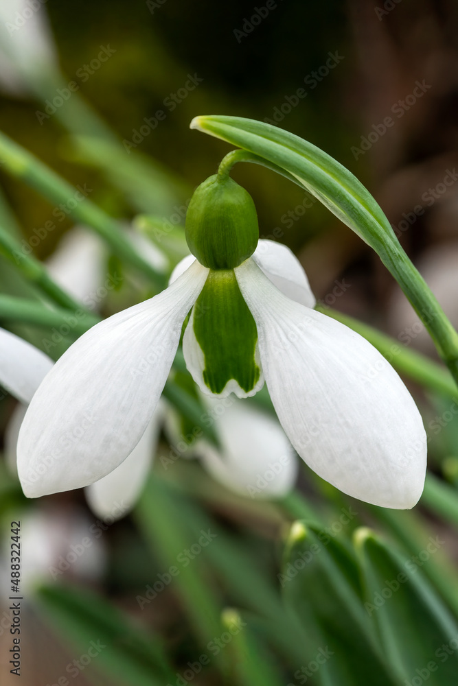 Obraz premium Galanthus x hybridus 'Merlin' (snowdrop) a spring winter bulbous flowering plant with a white green springtime flower in January, stock photo image