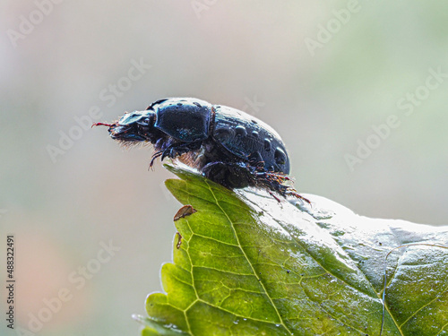 Waldmistkäfer (Anoplotrupes stercorosus)