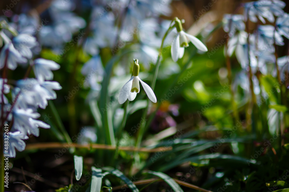 Snowdrop , or Galanthus is a genus of perennial herbs of the Amaryllidaceae family Snowdrop , or Galanthus is a genus of perennial herbs of the Amaryllidaceae family