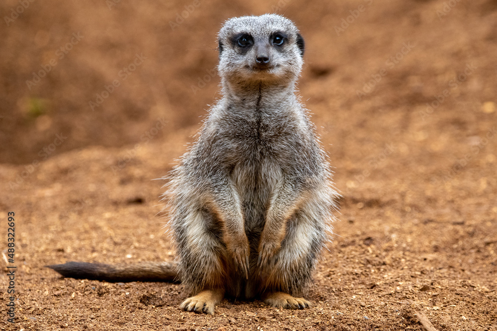 Close up of meerkats in captivity at the zoo Close up of meerkats in captivity at the zoo