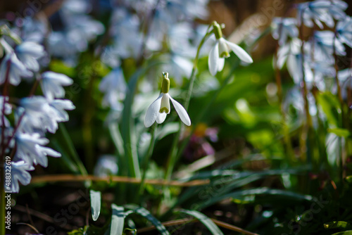 Snowdrop , or Galanthus is a genus of perennial herbs of the Amaryllidaceae family