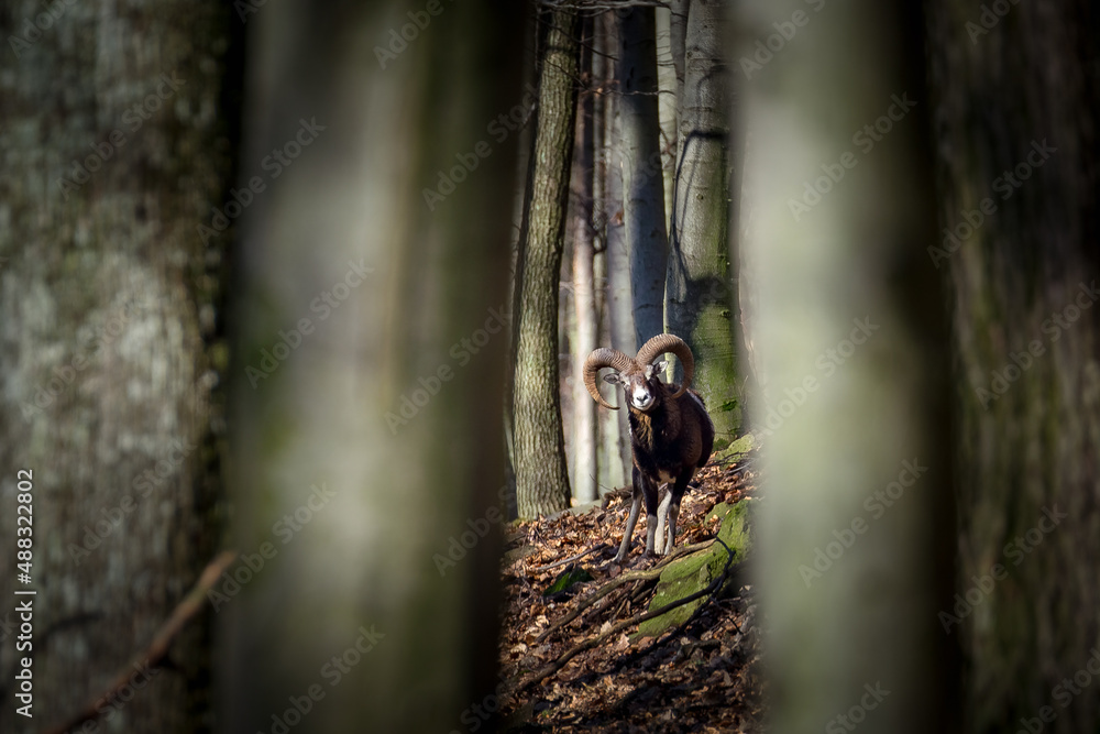 Ovis musimon in Little Carpathians