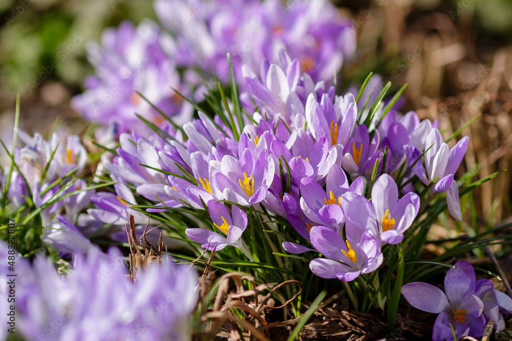 Fototapeta premium Crocus flowers in bloom in spring garden