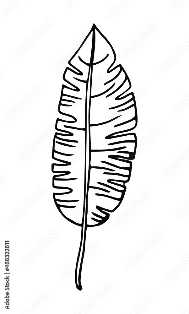 Fototapeta premium Single hand drawn tropical leaf of palm. In doodle style, black outline isolated on a white background. Design cute element for card, poster, social media banner, sticker. Vector illustration.