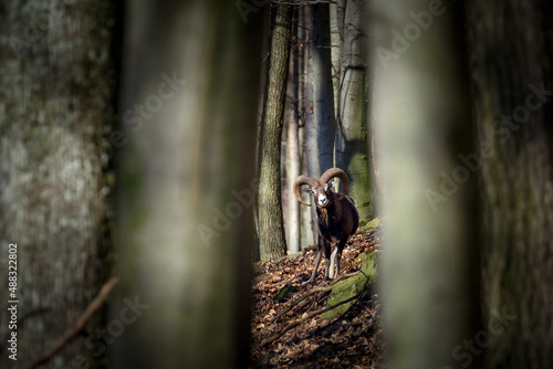 Ovis musimon in Little Carpathians