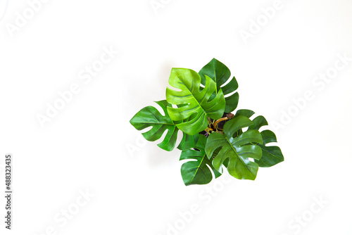植物　葉　造花