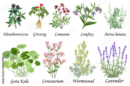Medicinal and healing herbs collection. Hand drawn set of botanical vector illustrations, isolated on white.