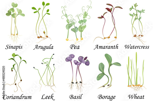 Set of microgreens. Hand drawn set of botanical vector illustrations, isolated on white.