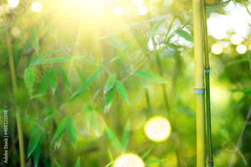 Bamboo. Bamboos Forest. Growing bamboo border design over blurred sunny backg...
