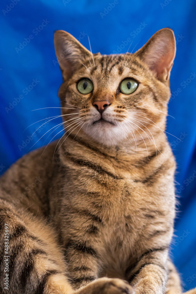 A young feline tabby cat A young feline tabby cat