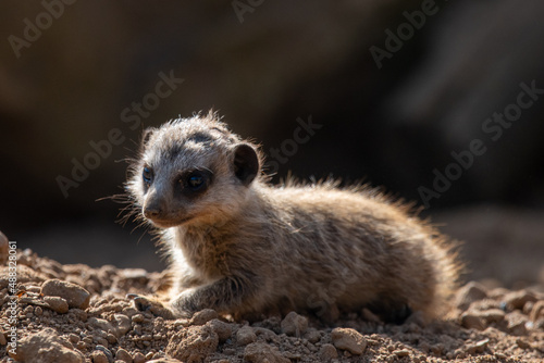 Meerkat pup/baby in captivity at the zoo © Christopher Keeley