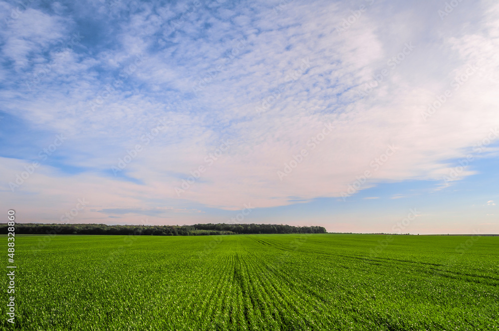 Green field of young sprouts of winter wheat and the edge of the forest on the horizon