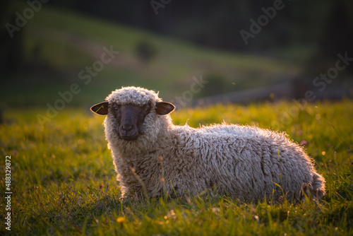  Sheep in sunset (lat. Ovis aries)