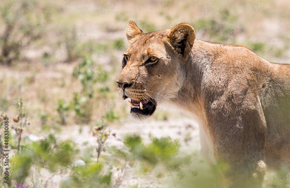 Naklejka premium wild lioness in african savannah