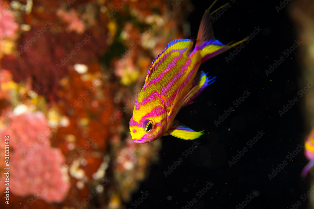 Obraz premium 海 伊豆 ダイビング 魚