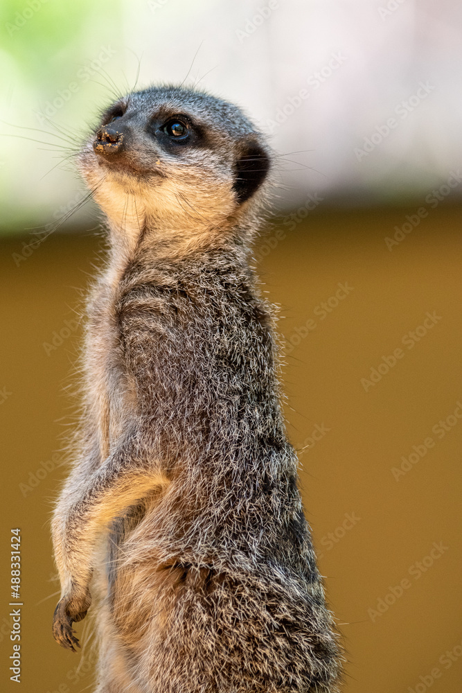 Fototapeta premium Meerkats in captivity at the zoo