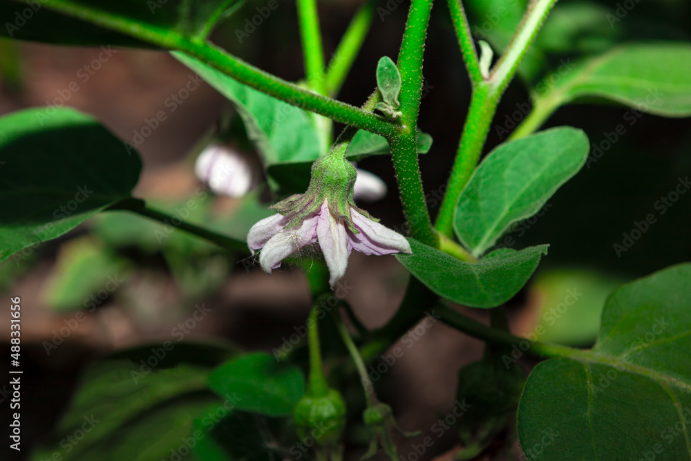 Blooming eggplant in the garden . Eggplant flower