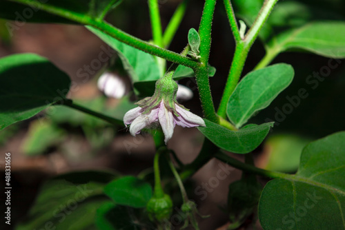 Blooming eggplant in the garden . Eggplant flower