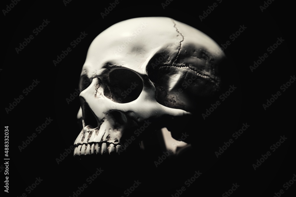 White skull against dark black background White skull against dark black background