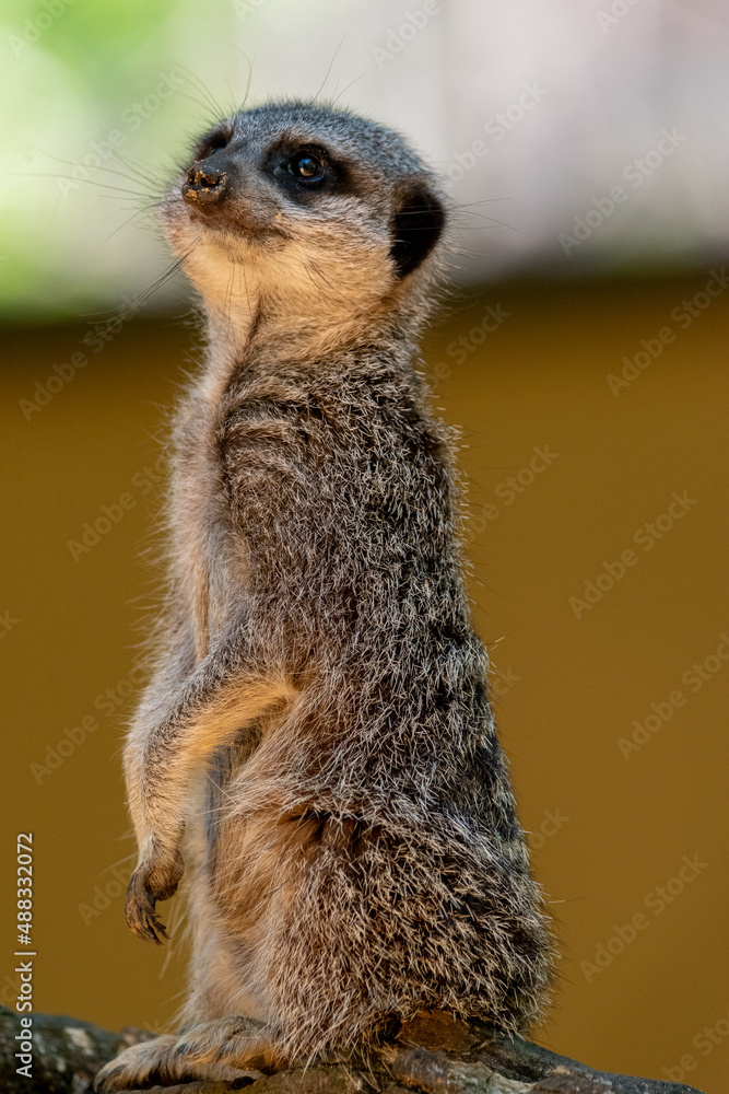Meerkats in captivity at the zoo Meerkats in captivity at the zoo