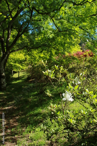 Fototapeta Naklejka Na Ścianę i Meble -  日本の春の美しい風景　高源寺の新緑の楓(兵庫県丹波市)