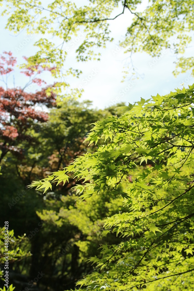 日本の春の美しい風景　高源寺の新緑の楓(兵庫県丹波市)
